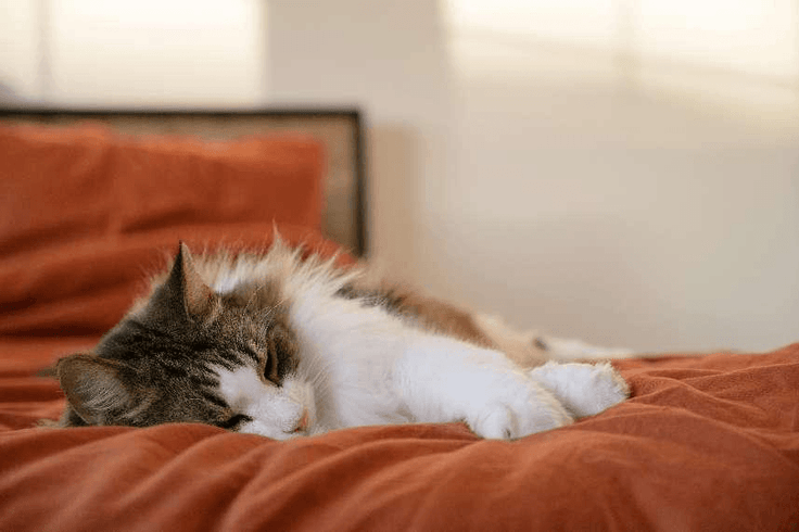 Equal Sleep, Better Health: Exploring the World Sleep Day 2024 Theme - EGOHOME