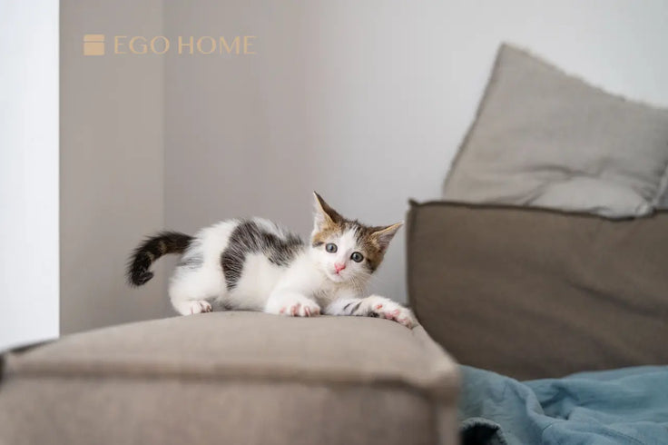 prevent your cat from scratching your sofa