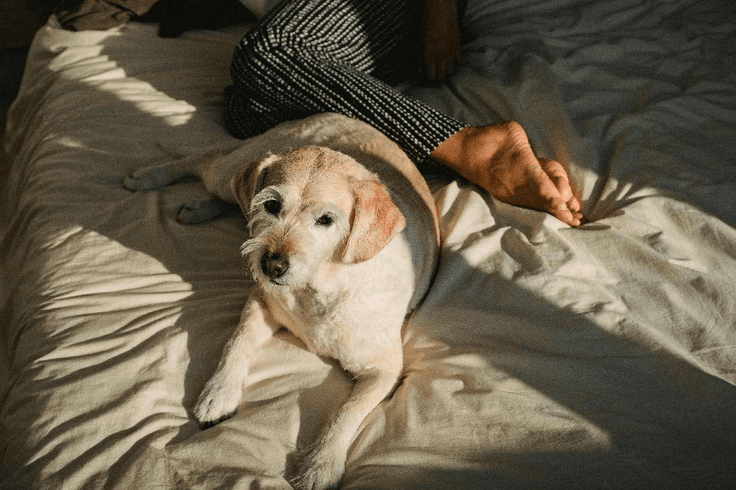 Experiencing a Startle in Your Sleep? Understanding Hypnic Jerks - EGOHOME