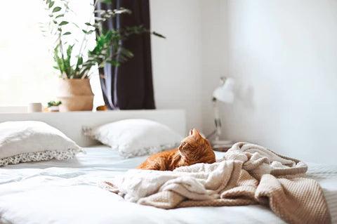 How To Keep a Cat off the Bed ? - EGOHOME