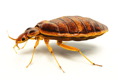 What Do Bed Bugs Look Like on a Mattress?
